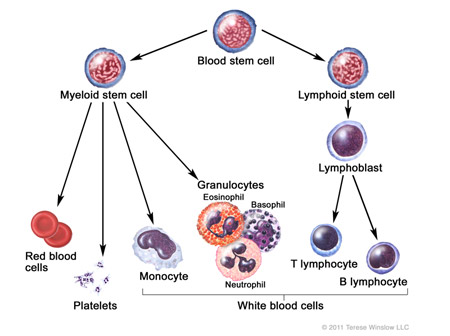 Hematopoietic Cascade