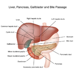 Liver Cancer