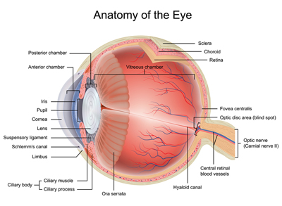Anatomy of the Eye