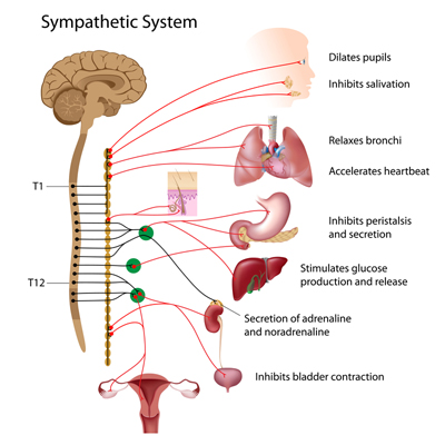 Sympathetic Nervous System