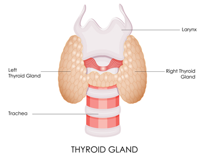 Thyroid Gland